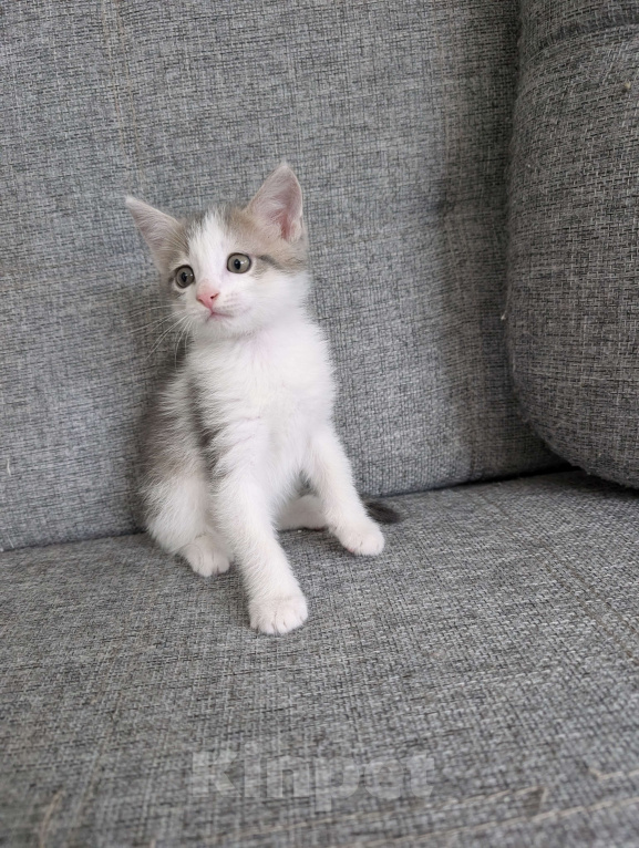 Кошки в других городах Московской области: Шикарный окрас серо-бежево-белый Мальчик, Бесплатно - фото 2