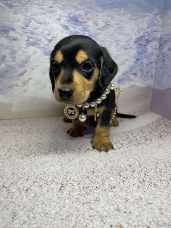 Собаки в Москве: Такса мини мальчик клубный Мальчик, 45 000 руб. - фото 1