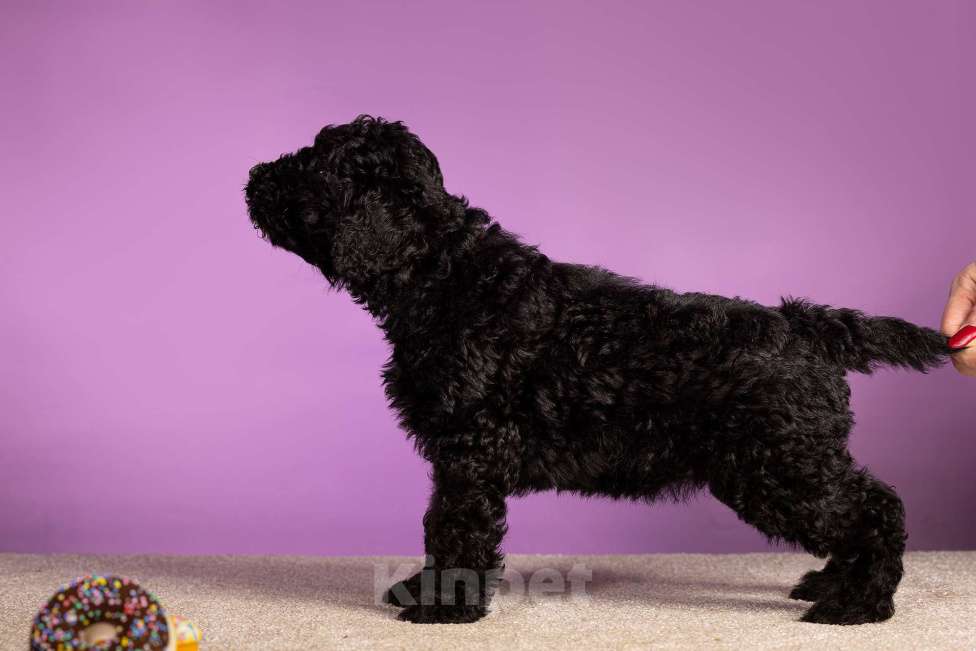 Собаки в Москве: EPIKA Девочка, 150 000 руб. - фото 4