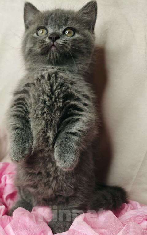 Кошки в Уфе: Манчкин девочка Девочка, 70 000 руб. - фото 3