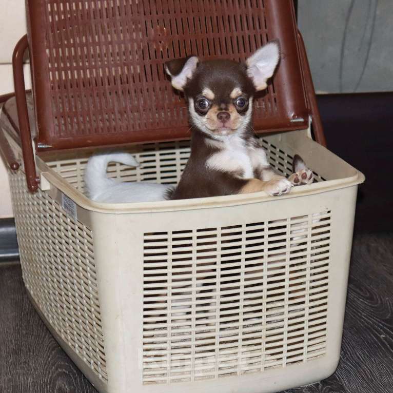 Собаки в Москве: Шоколадный красавчик чихуахуа Мальчик, 55 000 руб. - фото 3