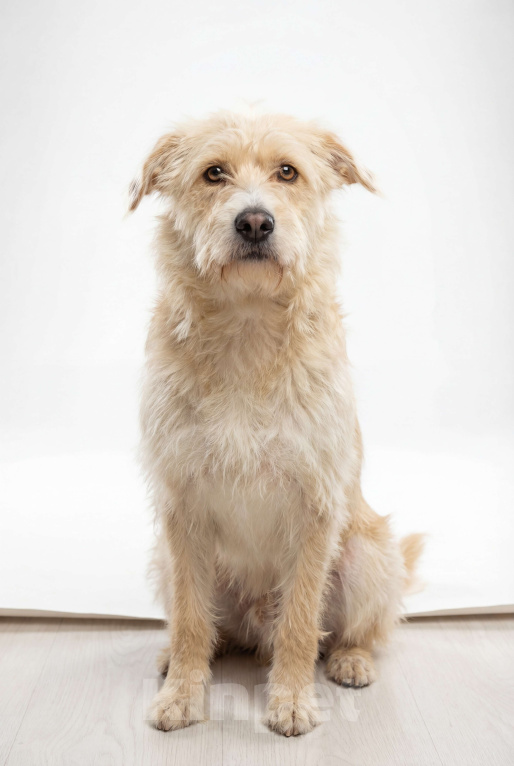 Собаки в Москве: Солнечный пес Мальчик, Бесплатно - фото 1