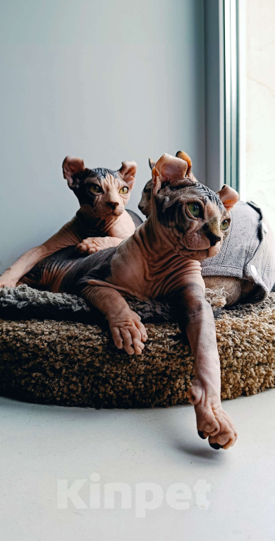 Кошки в Нефтекамске: Котенок сфинкс эльф!  Мальчик, Бесплатно - фото 1