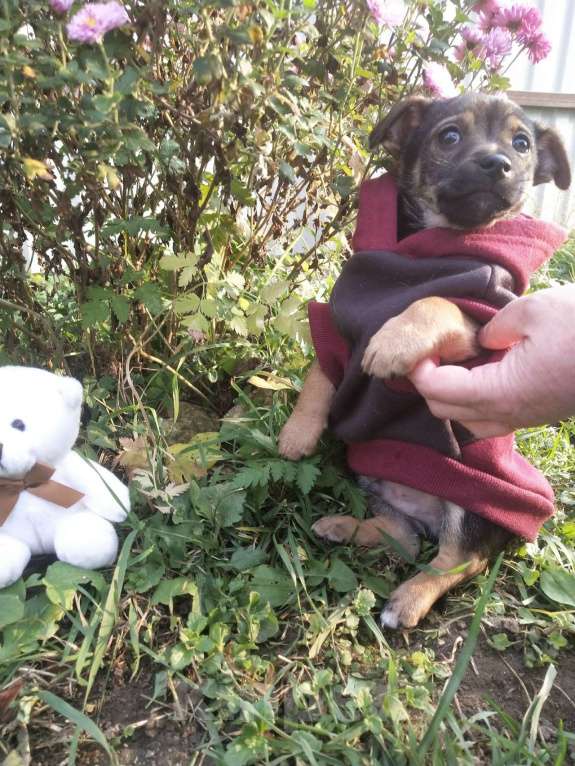 Собаки в Санкт-Петербурге: Две маленькие кнопки ищут дом Мальчик, Бесплатно - фото 9