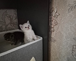 Кошки в других городах Московской области: Продаются шотландские котята. Разнополые, 5 000 руб. - фото 5