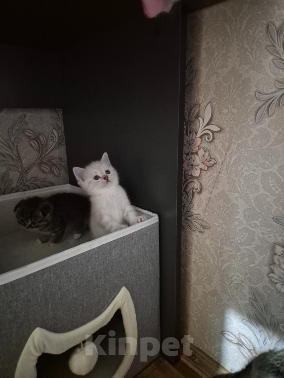 Кошки в других городах Московской области: Продаются шотландские котята. Разнополые, 5 000 руб. - фото 5