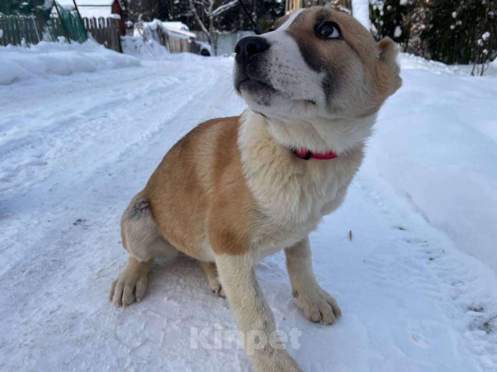 Собаки в Санкт-Петербурге: Щенок ищет дом Девочка, Бесплатно - фото 1