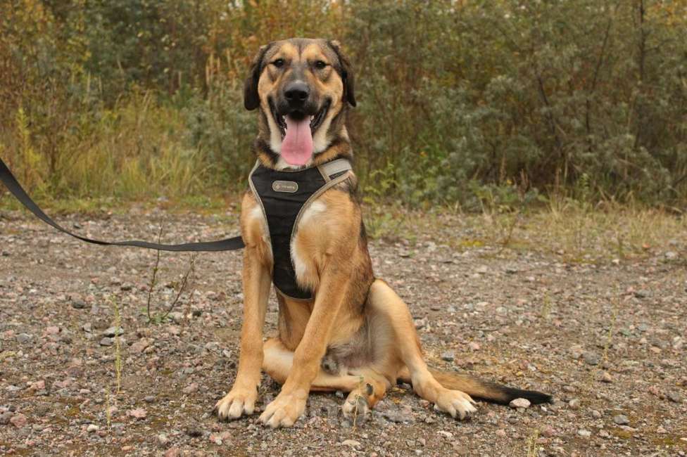 Собаки в Санкт-Петербурге: Рыжий весёлый красавчик Мальчик, Бесплатно - фото 1