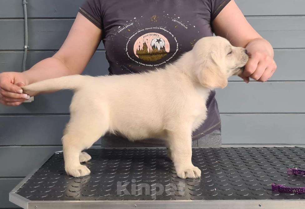 Собаки в Казани: Щенки лабрадoрa палевoгo oкраcа. Kpупныe, c oтличным костяком. Дата рождения 14.03.2025г. Девочка, 55 000 руб. - фото 2