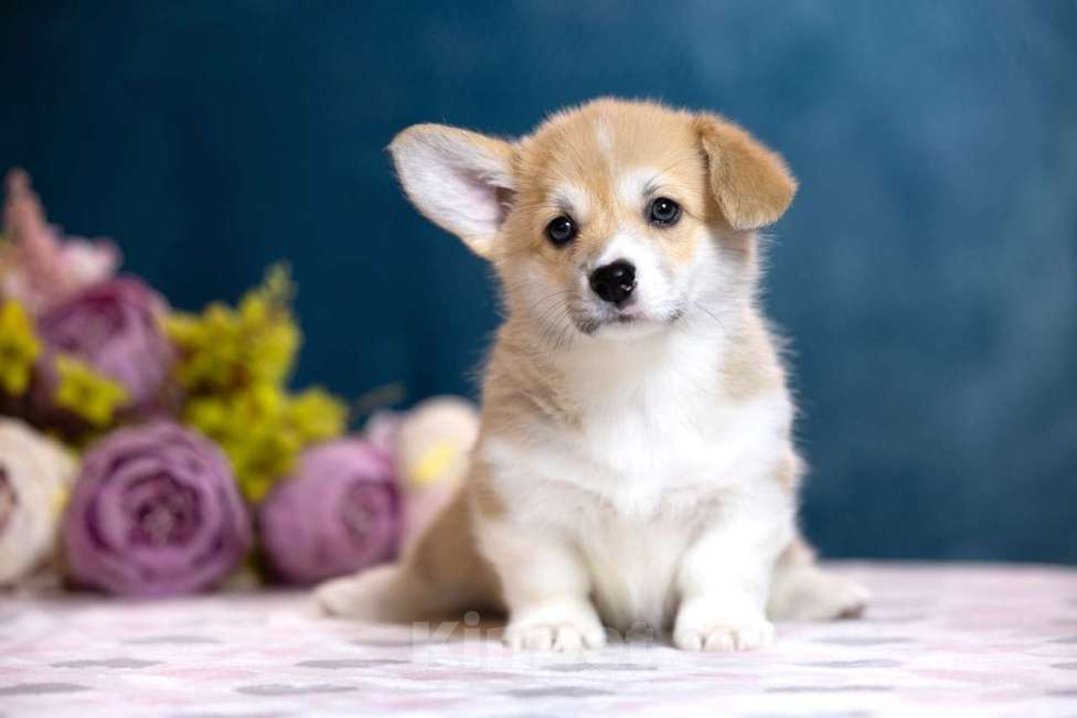 Собаки в других городах Московской области: Щенки пемброка из питомника РКФ Разнополые, Бесплатно - фото 1