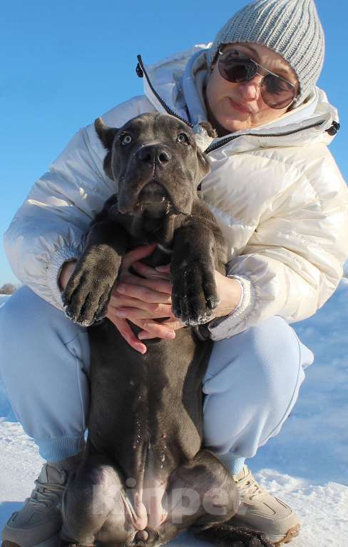 Собаки в Москве: Девочка форментино Девочка, 70 000 руб. - фото 8