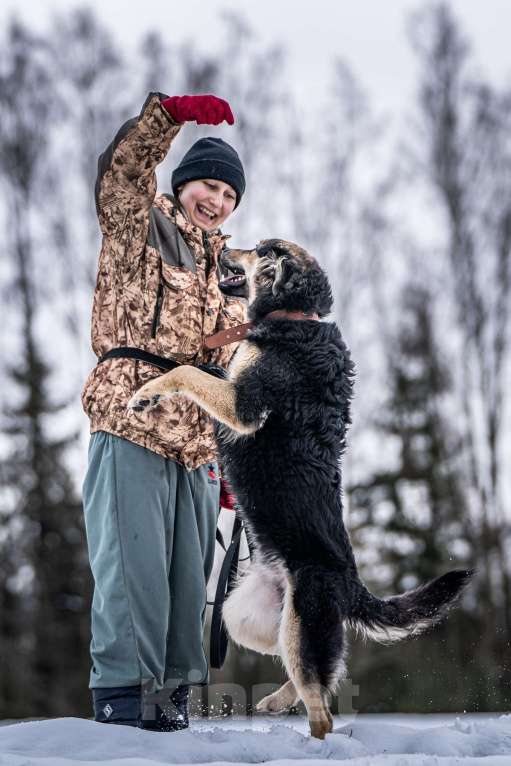 Собаки в Клине: Патрик — красивейший мощный пёс Мальчик, Бесплатно - фото 5