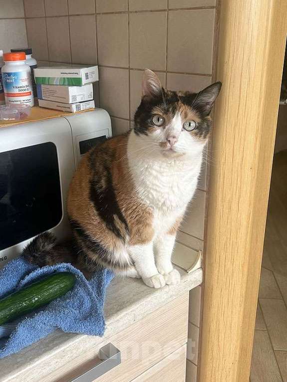 Кошки в Москве: Ямайка ищет дом. Спокойный, надёжный и любящий Девочка, 10 руб. - фото 4