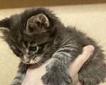 Кошки в Москве: Крупный котенок мейн-кун, мальчик Мальчик, 20 000 руб. - фото 6