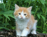 Кошки в Ливны: Сибирские котята, 8 000 руб. - фото 3