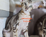 Кошки в других городах Самарской области: Мраморный котик Мальчик, Бесплатно - фото 2