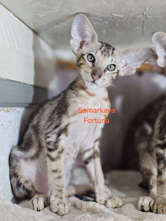 Кошки в других городах Самарской области: Мраморный котик Мальчик, Бесплатно - фото 2