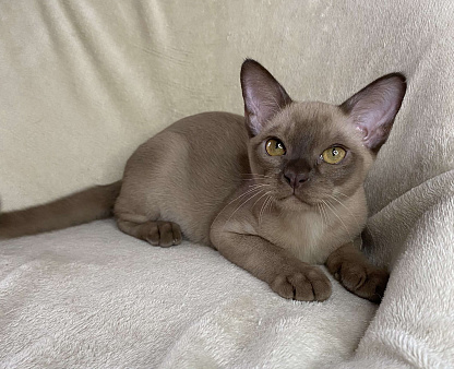 Шоколадный бурманский мальчик Бакс