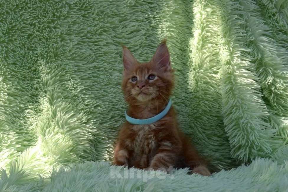 Кошки в Иркутске: Котенок мейн-кун. Мальчик, 35 000 руб. - фото 3