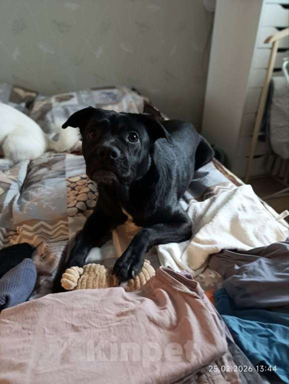 Собаки в Москве: Мальчик Рони ищет дом Мальчик, Бесплатно - фото 2