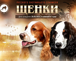 Собаки в Санкт-Петербурге: продается щенок русского охотничьего спаниеля Мальчик, 50 000 руб. - фото 3
