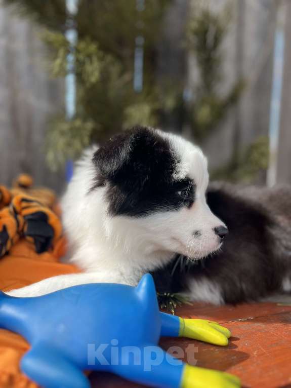 Собаки в других городах Алтайского края: Щенок Бордер Колли Мальчик, 70 000 руб. - фото 3