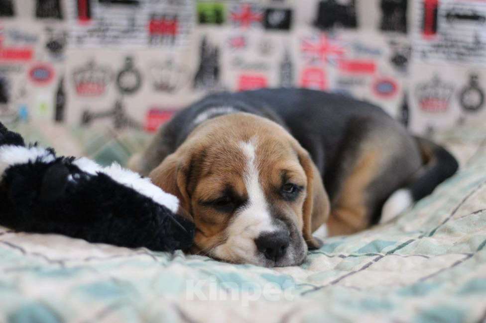 Собаки в других городах Московской области: Сука бигль Девочка, 55 000 руб. - фото 1