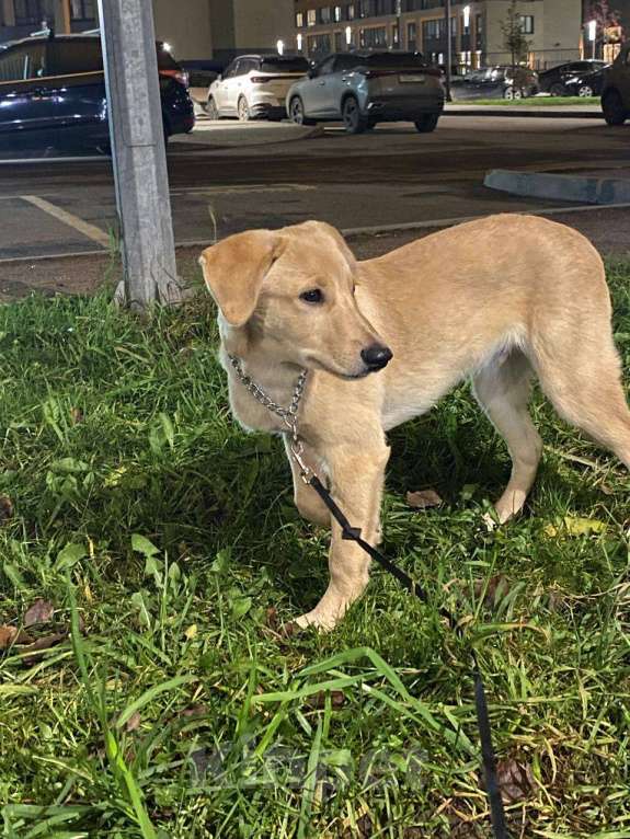 Собаки в других городах Ленинградской области: Собака в добрые руки Мальчик, Бесплатно - фото 2
