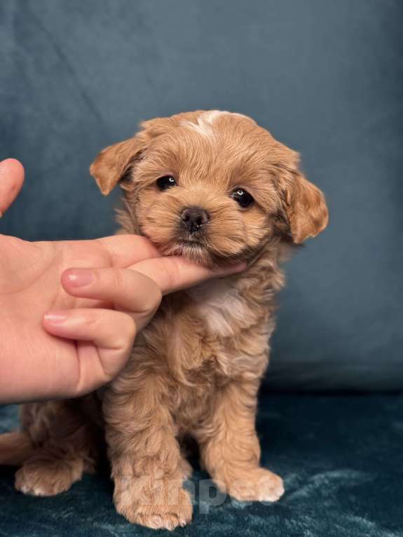 Собаки в Москве: Девочка мальтипу f1 Мишани стар Жания  Девочка, 250 000 руб. - фото 1