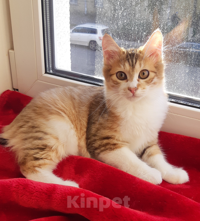 Кошки в Санкт-Петербурге: Котенок курильского бобтейла Мальчик, 35 000 руб. - фото 1