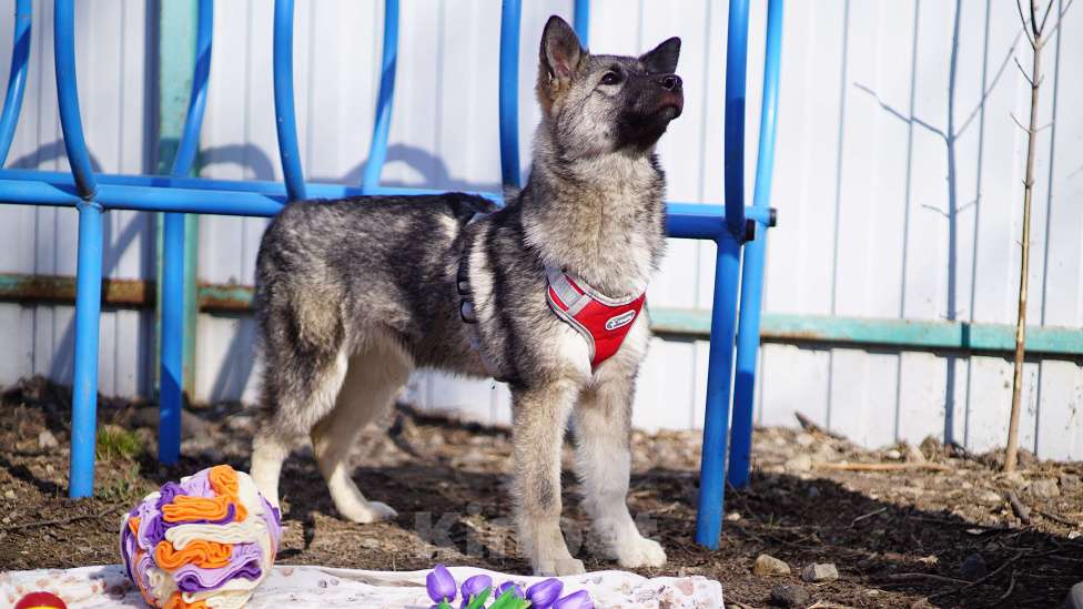 Собаки в Ногинске: Щенок ищет дом Девочка, Бесплатно - фото 5