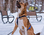 Собаки в Москве: Дружелюбный пес-компаньон Рэм ищет дом!  Мальчик, Бесплатно - фото 4