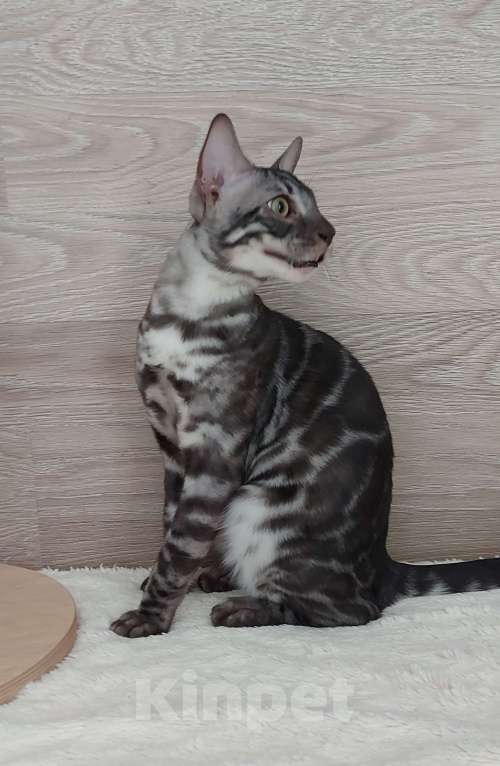 Кошки в Москве: Бенгальский ктик Мальчик, Бесплатно - фото 7