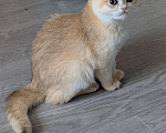 Кошки в Подольске: Котенок золотая шиншилла Девочка, 30 000 руб. - фото 1