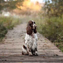 Английский спрингер-спаниель