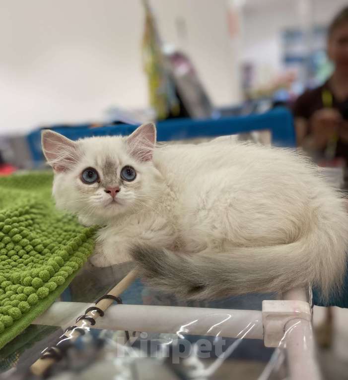 Кошки в Москве: Братья Мальчик, 40 000 руб. - фото 2