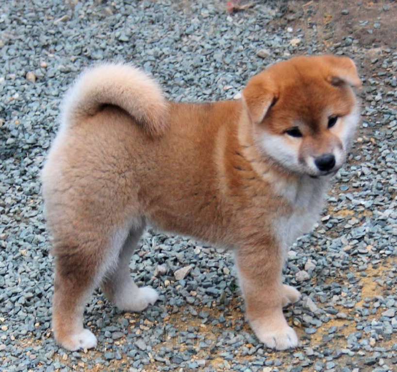 Собаки в Симферополе: Шикарная девочка яркий окрас, очень шерстяной красотка Девочка, 90 000 руб. - фото 4