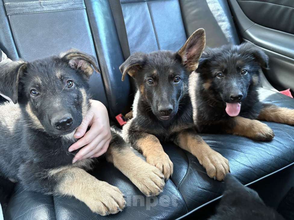 Собаки в Владикавказе: Продается чистопородный щенок немецкая овчарка Мальчик, 20 000 руб. - фото 3