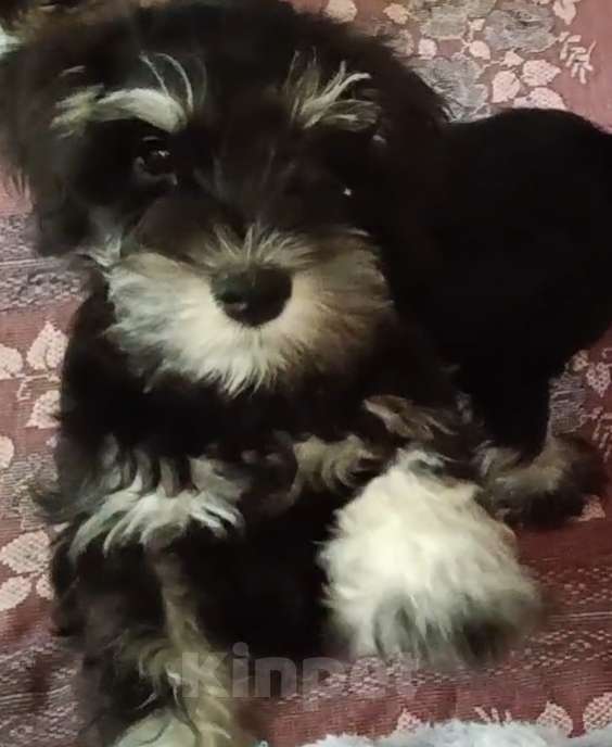 Собаки в Москве: Щенки цвергшнауцера Девочка, 45 000 руб. - фото 4