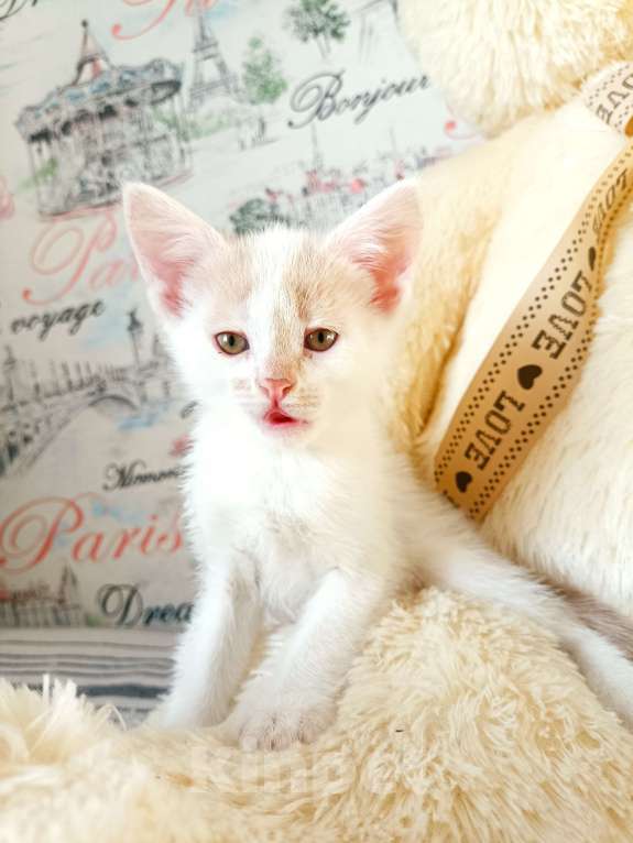 Кошки в Пензе: Рыжик Мальчик, Бесплатно - фото 3