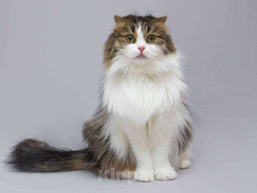 Кошки в Москве: Нежная ласковая кошечка Миу в добрые руки Девочка, Бесплатно - фото 4