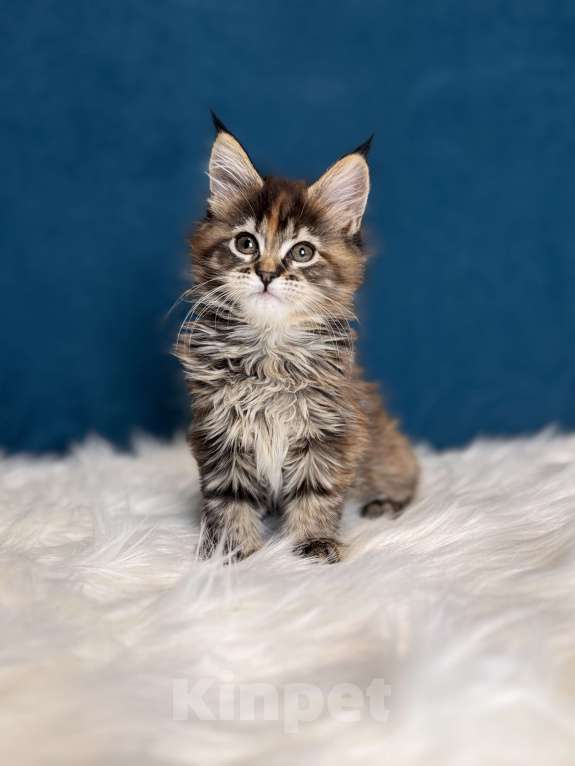 Кошки в Москве: Котенок мейн-кун девочка, шадед линия Девочка, Бесплатно - фото 7