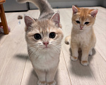 Кошки в Тюмени: Котёнок голубое золото Мальчик, 45 000 руб. - фото 7