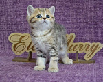 Кошки в Москве: Мраморный страйт Мальчик, 50 000 руб. - фото 4