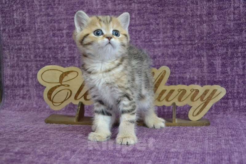 Кошки в Москве: Мраморный страйт Мальчик, 50 000 руб. - фото 4