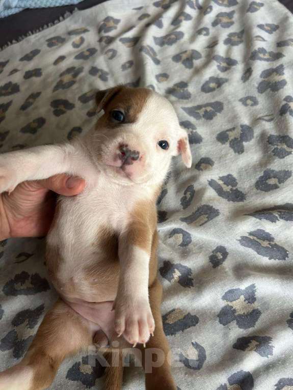 Собаки в Москве: Девочка Девочка, 60 000 руб. - фото 2