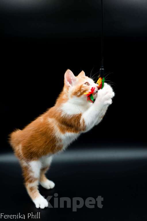 Кошки в Хабаровске: Котёнок курильского бобтейла Ференика Фил Леван Мальчик, 40 000 руб. - фото 2