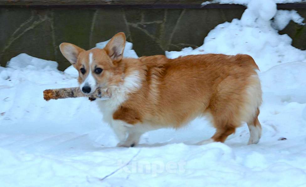 Собаки в Москве: Альмаре Феа Баркарола Девочка, 60 000 руб. - фото 6
