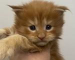 Кошки в Иркутске: Котенок мейн-кун Мальчик, 45 000 руб. - фото 1