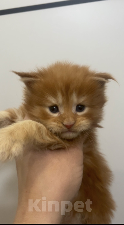 Кошки в Иркутске: Котенок мейн-кун Мальчик, 45 000 руб. - фото 1